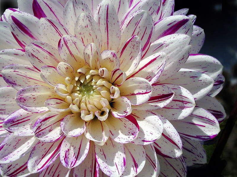 Blume Dscn2908_Bildgröße ändern.jpg -           